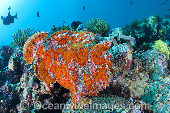 Giant Frogfish mimicking a Sea Sponge photo