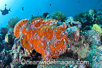 Giant Frogfish mimicking a Sea Sponge Photo - Gary Bell