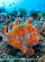 Giant Frogfish mimicking a Sea Sponge Photo - Gary Bell