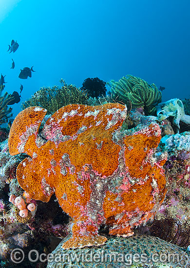 Giant Frogfish mimicking a Sea Sponge photo
