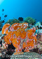 Giant Frogfish mimicking a Sea Sponge Photo - Gary Bell