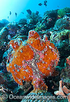 Giant Frogfish mimicking a Sea Sponge Photo - Gary Bell