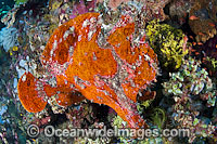 Giant Frogfish mimicking a Sea Sponge Photo - Gary Bell