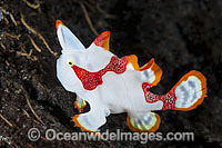 Clown Frogfish Antennarius maculatus Photo - Gary Bell