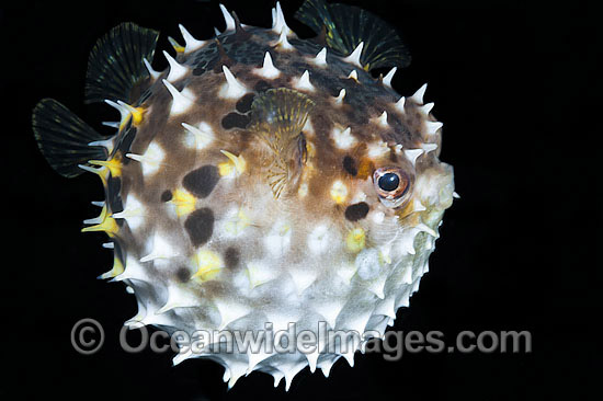 Rounded Porcupinefish inflated photo