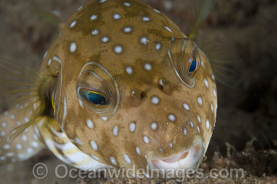 Stars and Stripes Pufferfish Arothron hispidus photo