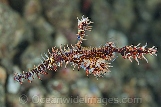 Harlequin Ghost Pipefish male carrying eggs in pouch photo