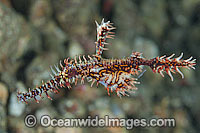 Harlequin Ghost Pipefish male carrying eggs in pouch Photo - Gary Bell