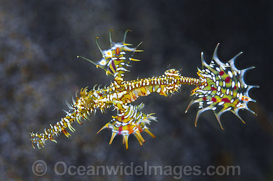 Harlequin Ghost Pipefish photo Harlequin Ghost Pipefish photo