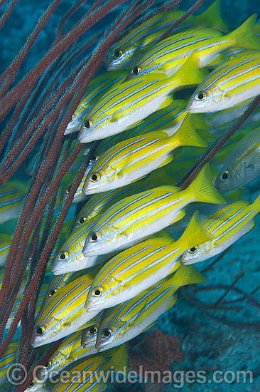 Schooling Blue-striped Snapper photo