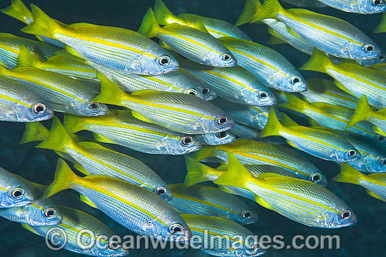 Big-eye Snapper Lutjanus lutjanus photo