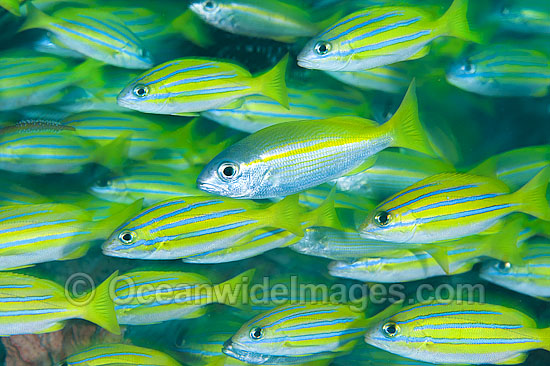 Schooling Blue-striped Snapper (Lutjanus kasmira). Found throughout the Indo-West Pacific, including the Great Barrier Reef, Australia. Photo - Gary Bell Schooling Blue-striped Snapper (Lutjanus kasmira). Found throughout the Indo-West Pacific, including the Great Barrier Reef, Australia. Photo - Gary Bell