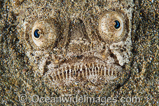 Marbled Stargazer (Uranoscopus bicinctus). Found inhabiting mud substrates from Japan to Indonesia. Photo taken off Anilao, Philippines. Within the Coral Triangle. Photo - Gary Bell Marbled Stargazer (Uranoscopus bicinctus). Found inhabiting mud substrates from Japan to Indonesia. Photo taken off Anilao, Philippines. Within the Coral Triangle. Photo - Gary Bell