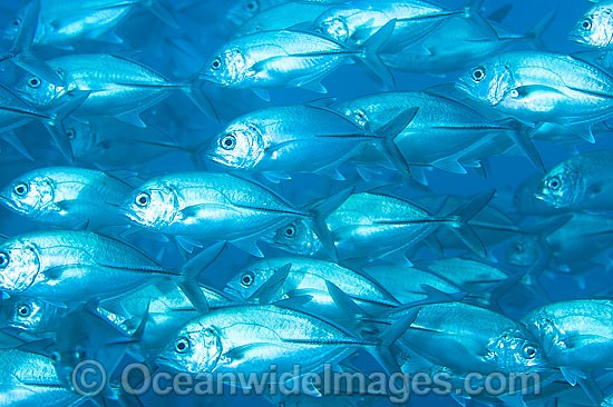 Schooling Big-eye Trevally (Caranx sexfasciatus). Also known as Horse-eye Jacks. Found throughout the Indo-Pacific including the Great Barrier Reef Australia Photo - Gary Bell