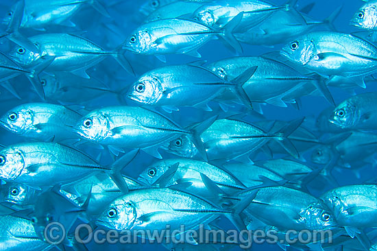 Schooling Big-eye Trevally (Caranx sexfasciatus). Also known as Horse-eye Jacks. Found throughout the Indo-Pacific including the Great Barrier Reef Australia Photo - Gary Bell Schooling Big-eye Trevally (Caranx sexfasciatus). Also known as Horse-eye Jacks. Found throughout the Indo-Pacific including the Great Barrier Reef Australia Photo - Gary Bell