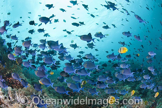 Schooling Blue Triggerfish photo