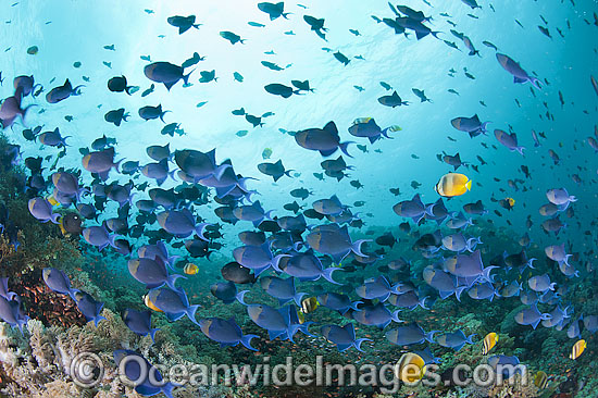 Schooling Blue Triggerfish photo Schooling Blue Triggerfish photo