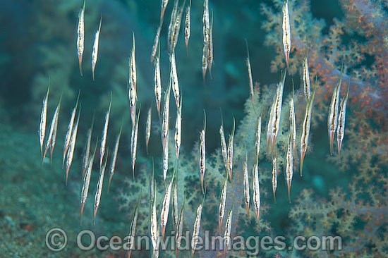 Rigid Shrimpfish (Centriscus scutatus). Also known as Razorfish. Usually seen in large schools near seawhip corals, branching corals and black coral trees throughout West Pacific to Andaman Sea, including the Great Barrier Reef, Australia. Photo - Gary Bell