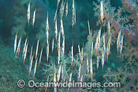 Rigid Shrimpfish Photo - Gary Bell