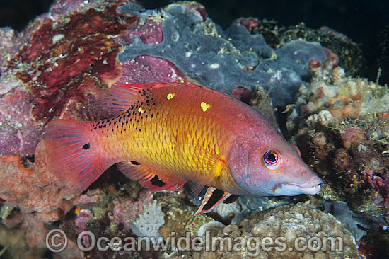 Pacific Diana's Wrasse Bodianus sp. photo