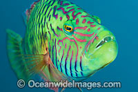 Cheek-lined Wrasse Photo - Gary Bell