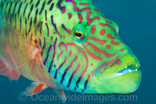 Cheek-lined Wrasse photo