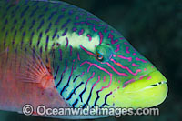 Cheek-lined Wrasse Photo - Gary Bell