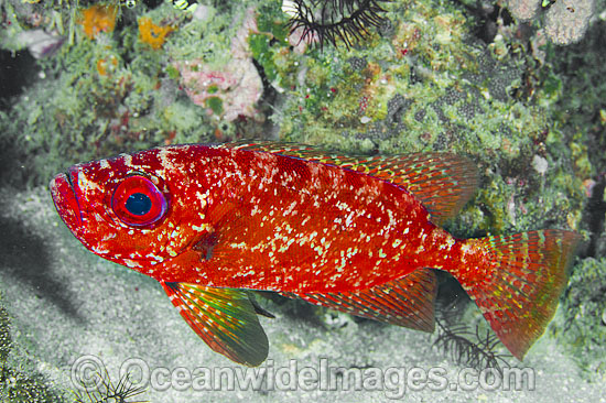 Robust Bigeye Priacanthus sagittarius photo Robust Bigeye Priacanthus sagittarius photo