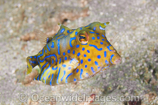 Thorny-back Cowfish Lactoria fornasini photo