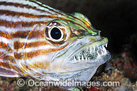 Intermediate Cardinalfish with eggs in mouth Photo - Gary Bell