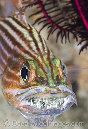 Intermediate Cardinalfish with eggs in mouth photo