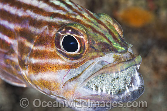 Intermediate CardinalfishCheilodipterus intermedius photo