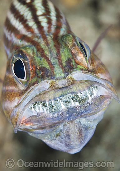 Intermediate Cardinalfish (Cheilodipterus intermedius), male incubating a fertilised egg mass in its mouth. Also known as Inbetween Cardinalfish. Found throughout the Indo-West Pacific, including the Great Barrier reef, Australia. Photo - Gary Bell Intermediate Cardinalfish (Cheilodipterus intermedius), male incubating a fertilised egg mass in its mouth. Also known as Inbetween Cardinalfish. Found throughout the Indo-West Pacific, including the Great Barrier reef, Australia. Photo - Gary Bell