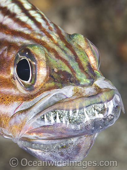 Cardinalfish incubating eggs in mouth photo