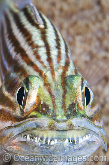 Intermediate Cardinalfish (Cheilodipterus intermedius), male incubating a fertilised egg mass in its mouth. Also known as Inbetween Cardinalfish. Found throughout the Indo-West Pacific, including the Great Barrier reef, Australia. Photo - Gary Bell Intermediate Cardinalfish (Cheilodipterus intermedius), male incubating a fertilised egg mass in its mouth. Also known as Inbetween Cardinalfish. Found throughout the Indo-West Pacific, including the Great Barrier reef, Australia. Photo - Gary Bell