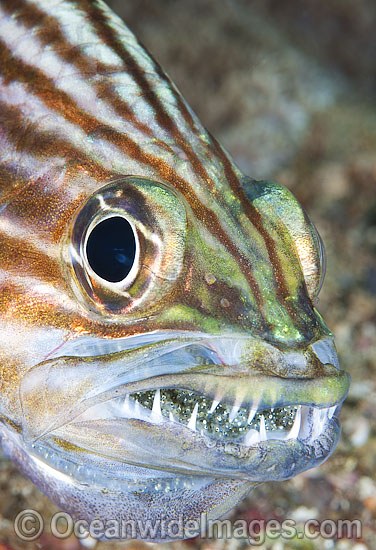 Intermediate Cardinalfish (Cheilodipterus intermedius), male incubating a fertilised egg mass in its mouth. Also known as Inbetween Cardinalfish. Found throughout the Indo-West Pacific, including the Great Barrier reef, Australia. Photo - Gary Bell