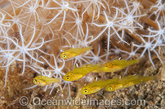 Frost-fin Cardinalfish in soft corals photo Frost-fin Cardinalfish in soft corals photo
