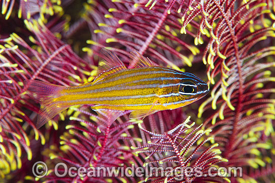 Blue-lined Cardinalfish (Apogon cyanosoma), sheltering amongst the arms of a Crinoid Feather Star. Also known as Orange-lined Cardinalfish. Found throughout the Indo-West Pacific, including the Great Barrier Reef, Australia. Photo - Gary Bell Blue-lined Cardinalfish (Apogon cyanosoma), sheltering amongst the arms of a Crinoid Feather Star. Also known as Orange-lined Cardinalfish. Found throughout the Indo-West Pacific, including the Great Barrier Reef, Australia. Photo - Gary Bell