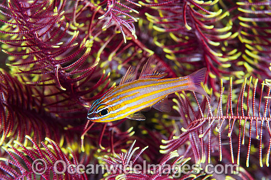 Blue-lined Cardinalfish (Apogon cyanosoma), sheltering amongst the arms of a Crinoid Feather Star. Also known as Orange-lined Cardinalfish. Found throughout the Indo-West Pacific, including the Great Barrier Reef, Australia. Photo - Gary Bell Blue-lined Cardinalfish (Apogon cyanosoma), sheltering amongst the arms of a Crinoid Feather Star. Also known as Orange-lined Cardinalfish. Found throughout the Indo-West Pacific, including the Great Barrier Reef, Australia. Photo - Gary Bell