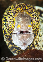 Starry Moray Eel Photo - Gary Bell