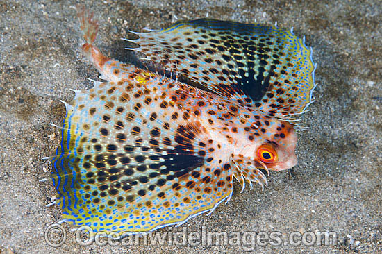 Flying Gurnard with fins extended photo