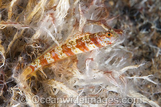 Shrimp-goby resting on tube worm cluster photo