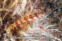Shrimp-goby resting on tube worm cluster Photo - Gary Bell