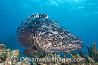 Potato Cod Epinephelus tukula Photo - Gary Bell