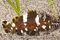 Marbled Rock Cod Epinephelus maculatus Photo - Gary Bell