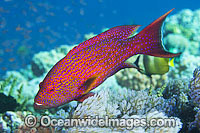 Coronation Trout Variola louti Photo - Gary Bell