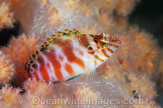 Blotched Hawkfish Cirrhitichthys aprinus photo Blotched Hawkfish Cirrhitichthys aprinus photo