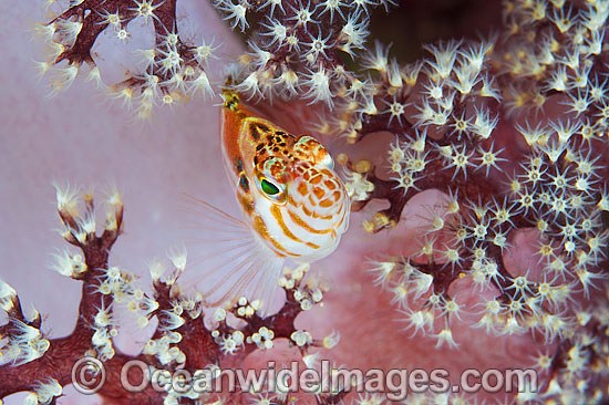 Blotched Hawkfish in soft coral photo