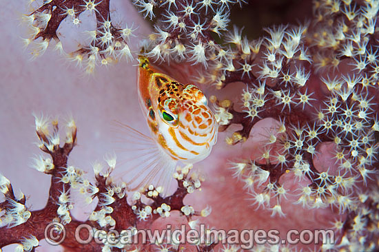 Blotched Hawkfish in soft coral photo Blotched Hawkfish in soft coral photo