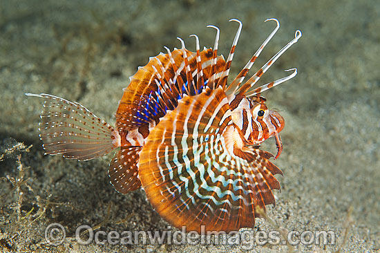 Zebra Lionfish Dendrochirus zebra photo